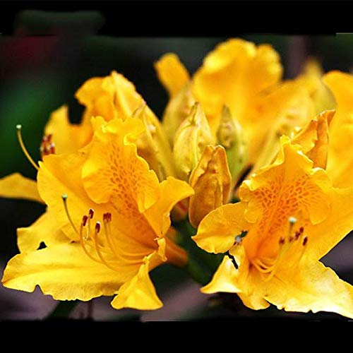 Ponak Neue 10pcs Azaleen-Blumen-Samen für die schöne Gartenarbeit gelb