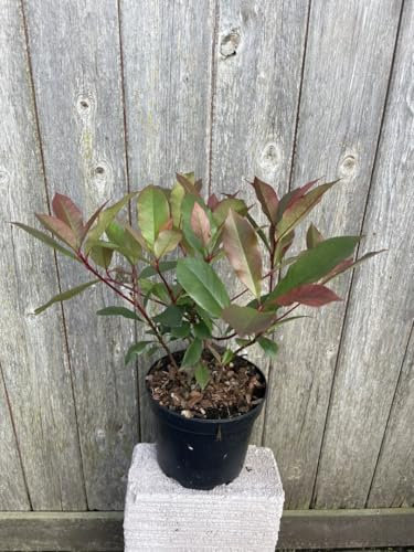 Photinia � fraseri 'Carr� Rouge' - Compact Evergreen Shrub with Vibrant Red New Growth - Ideal for UK Hedges and Borders - 2L Pot