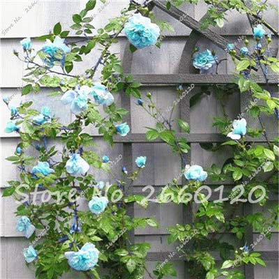 nuovi 10 pezzi rampicanti semi di fiori di rosa per il giardinaggio bella cielo blu