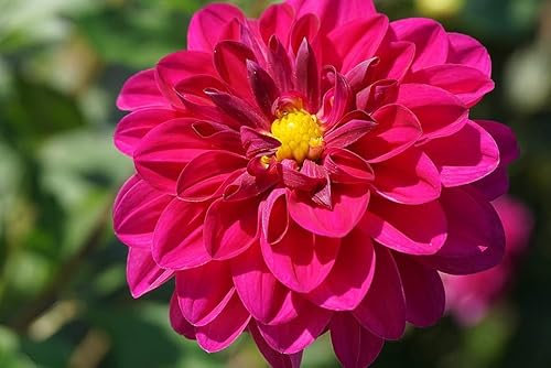Graines Dahlia unwin 1/2 nain varié - sachet d'environ 150 graines - Dahlia/hybrida/Astéracées - Graines de style