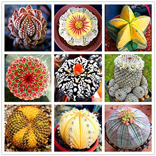Bloom Green Co. 200pcs Kaktus Lithops Lebende Steine Fiori Mix Succulente organici su Larga Scala per interni piante Bonsai di accessori per il giardino domestico: Mix