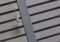 Optimal Products Faux Wood Window Venetian Blinds Blind With Tape 50mm Slats White Grey TRIMMABLE Fittings Included Luxury Look (Grey, 60 x 150 cm)