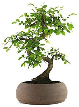 Olmo Bonsai, Bonsai di Zelkova Altezza 28 cm, Pianta Vera, per Interno ed Esterno - Vaso Artigianale di Terracotta - Marrone