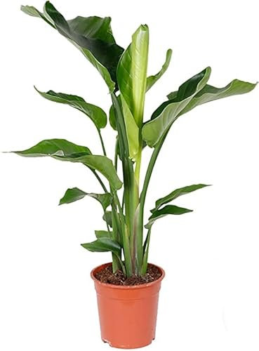 Strelitzia Augusta Planta Conocida como Ave del Paraíso Natural