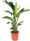 Strelitzia Augusta Planta Conocida como Ave del Paraíso Natural