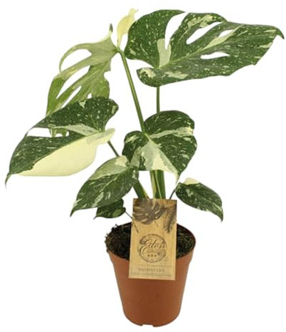 Trendyplants special - Monstera Thai Constellation - Plante d'intérieur - Hauteur 40-60 cm - Taille du pot Ø15cm