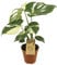 Trendyplants special - Monstera Thai Constellation - Plante d'intérieur - Hauteur 40-60 cm - Taille du pot Ø15cm
