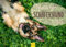 Edition Seidel Premium Kalender Deutscher Schäferhund 2025 Format DIN A3 Wandkalender Hundekalender Hund Haustier Hunderasse Welpen