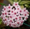 1 planta de Hoya Carnosa Tricolor flor de cera jarrón 12 cm Perenni