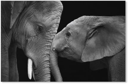 Papier Jigsaw Puzzle 1000 Stück，Zwei schwarz-weiße Elefanten，Erwachsene Kinder Spielzeug Dekompressionsspiel（52x38cm）-E84