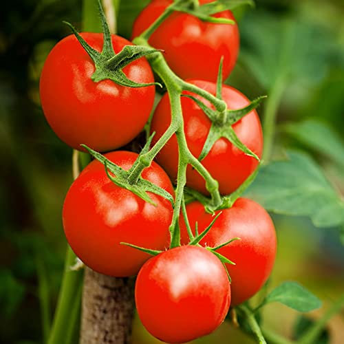 Moneymaker Tomato Seeds - Indeterminate Salad Tomato Heirloom Plant Seed
