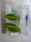 iegata, Vanilla Planifolia, Orchid plant seed, Vanilla Orchid plant