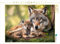 CALVENDO Puzzle Wölfe | 2000 Teile Lege-Größe 90 x 67 cm Foto-Puzzle für glückliche Stunden