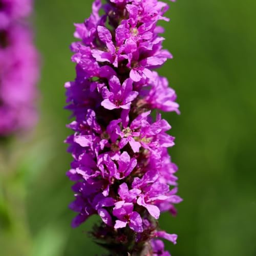 Lythrum salicaria Blutweiderich Staude 12 Pflanzen Ø9 cm 25 cm | rosa purpurne Blütenstaude für Teichrand und Feuchtbeet, pflegeleicht, winterhart, für Beet und Kübel