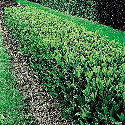 GARTEN SCHLÜTER® Kirschlorbeer Otto Luyken - 30-40 cm | Hecken Pflanze immergrün & winterhart als Sichtschutz - Pilzfreie mehrjährige Lorbeerkirsche Prunus Laurocerasus