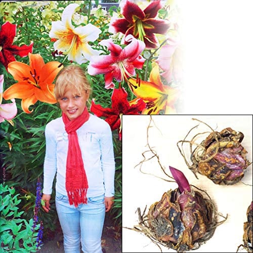 1 bulbo gigante de lirio de árbol mixto, flor grande fragante para verano, colección de plantas de jardín