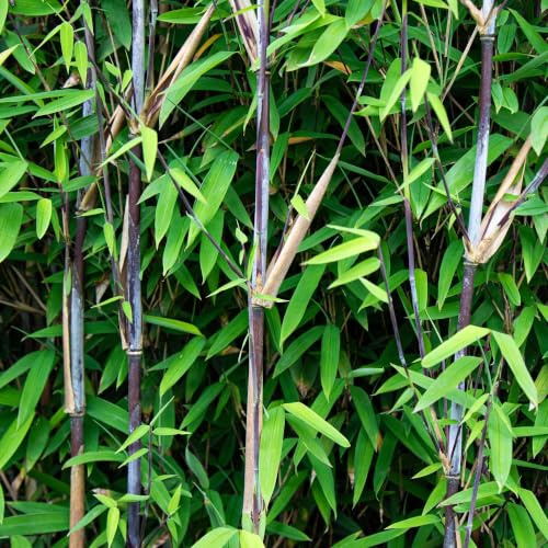 Bambù Fargesia Black Dragon, sempreverde, 4 piante, diametro 14 cm, 35 cm | Non si diffonde, tronchi neri, per siepi, giardino e terrazza