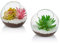 Terrario De Planta De Aire De Vidrio, Mini Terrario De 10 Cm, 2 Piezas De Contenedores De Terrario De Vidrio De Mesa, Florero De Exhibición De Mesa, Decoración Interior para Suculentas, Cactus, Velas