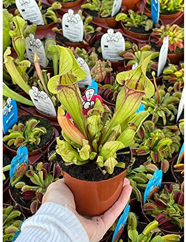 Pianta Carnivora Sarracenia