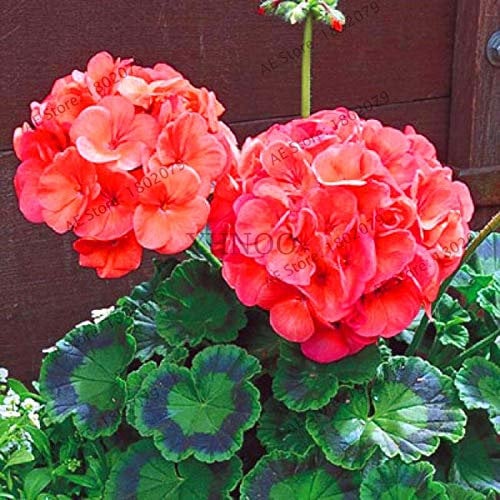 New 100pcs Geranium Flower Seeds for Gardening Dark Orange