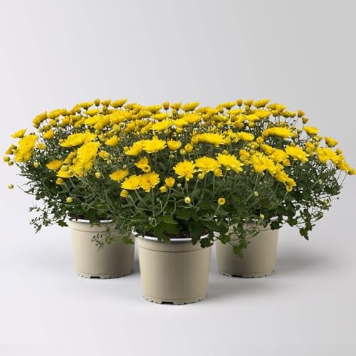 Chrysanthemen, gelb, Topf-Ø 19 cm, 3 Pflanzen