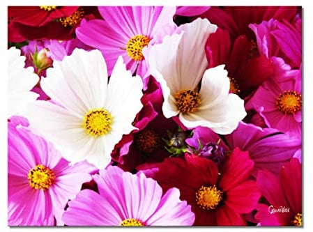 Glücksvilla - Blütenmeer - div. Maße (Leinwand-Bild 2 cm, 60 x 40 cm) aus DE - Kunstdruck XXL Deko-Wandbild quer - Anemone Blüte Blumen-Strauß Natur Garten