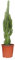Euphorbia trigona - 60-70cm - Ø17cm - Planta de interior - Hojas perennes - Cactus y suculentas