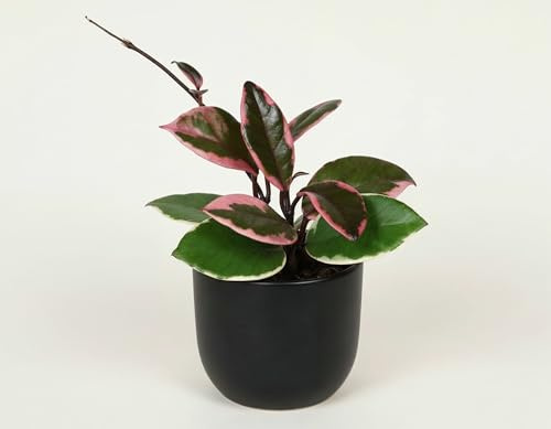 NatureHolic Hoya carnosa Tricolor Flamingo Dream - Dreifarbige Wachsblume mit Rosa-Cremeweiß-Grün Variegation - Pflegeleichte Zimmerpflanze für Ampel, Rankhilfe & Regal - 10 cm, im 6 cm Topf