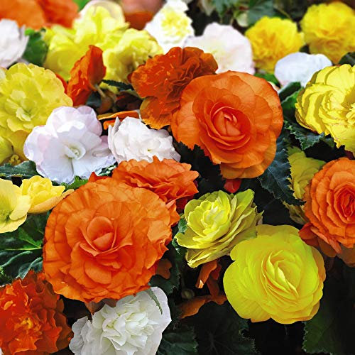 Begonia Non-Stop Citrus Mix Half-Hardy Perennial 60 x Plug Plants