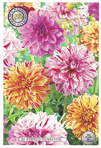 Interflowers Dahlien Knollen Blumenzwiebeln Dahlia Bunte Auswahl im Mix für Sommer Blume Knolle Blumenzwiebel Set in Bio Geschenkverpackung Blüten mehrjährig (3X Dahlie Striped Sensation)