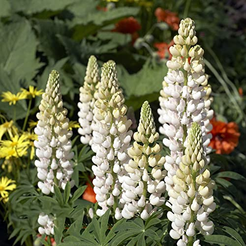 500 Seeds Weiß Lupinensamen Blumensamen Lupinen Samen Wildblumensamen Mehrjährig Winterhart Blumen Samen Blumenwiese Wiesensamen Blumensamen Tütchen Geschenk Gartenpflanzen Saatgut
