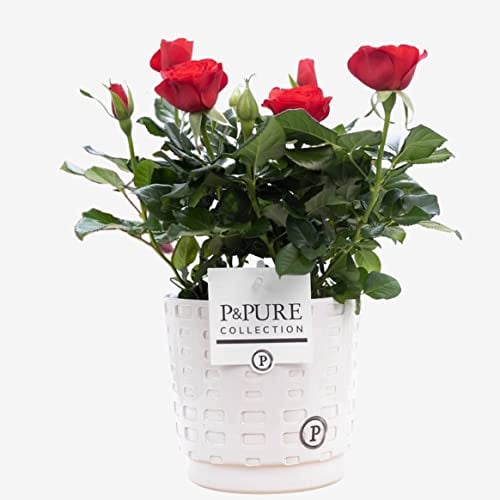 Red Rose Plant with Pot, Houseplant Real Indoor Plant for Office, Home, Bedroom, Kitchen and Living Room, Perfect for Clean Air, Delivered Next Day