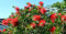 Callistemon Splendens Stämmchen 80-100 cm – Karminroter Zylinderputzer – Immergrüne Kübelpflanze für Balkon & Terrasse, Bienenfreundlich & Winterhart