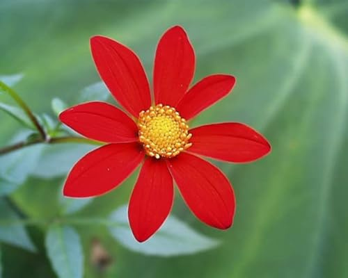 Dahlia coccinea 3 Plug Plants Perennial