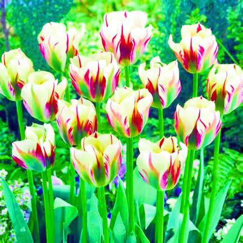 Winterharte mehrjährige Seltene Tulpen Gartenblumen-10pcs-g