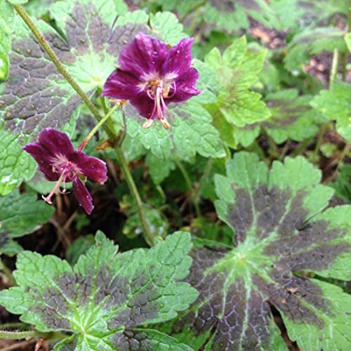 6 x Brauner Storchschnabel 'Samobor' - Geranium Phaeum 'Samobor': Braune Blüten für schattige Plätze.