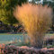 1 x Panicum virgatum 'Thundercloud' im 1 Liter Topf (Ziergras/Gräser/Winterhart/Mehrjährig/Staude/Stauden) Riesen Rutenhirse - Mächtige Eleganz - SPEKTAKULÄRE NEUE SORTE - von Stauden Gänge