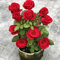 Rosensamen, 1 Beutel Samen, produktive, ertragreiche, natürliche Rosensamen mit hoher Überlebensrate für Zuhause Rot