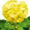 100 graines de fleurs de géranium jaune