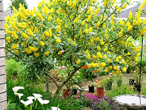 Portal Cool Broom marocchina - Argyrocytisus Battandieri - 6 semi - Alberi