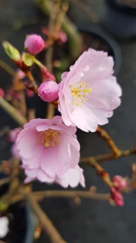 Prunus x 'Accolade' / Cerisier du Japon/Conteneur de 7 à 10 litres/Touffe