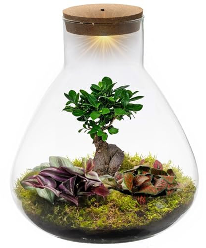vdvelde.com - Bonsai Terrarium - Pyramide XL - Flaschengarten - Bonsai und Minipflanzen- Ø 30 cm ↥ 32 cm- Batteriebetriebene Beleuchtung