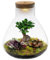 vdvelde.com - Bonsai Terrarium - Pyramide XL - Flaschengarten - Bonsai und Minipflanzen- Ø 30 cm ↥ 32 cm- Batteriebetriebene Beleuchtung
