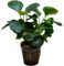 Anubias barteri var. nana Coin Leaf - Plantes d'aquarium