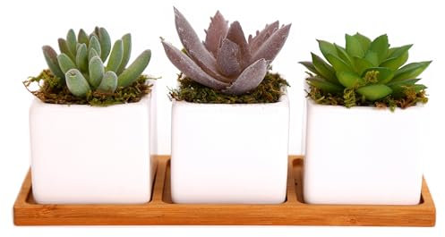 iubihome - Plantas Artificiales Decorativas Pequeñas, Suculentas Artificiales en Mini Macetas de Cerámica y Bandeja de Bambú