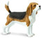 Safari 254929 – Hund Beagle