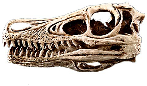LISAQ Dinosaurier Schädel Modell Velociraptor Fossil Resin Schädel Dinosaurier Polystone Statue Skelett Figur