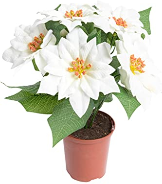 Flora-Seta künstliche Poinsettie (Weihnachtsstern) mit 6 samtigen Blüten in braunem Kunststofftopf (Creme-weiß)