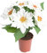 Flora-Seta künstliche Poinsettie (Weihnachtsstern) mit 6 samtigen Blüten in braunem Kunststofftopf (Creme-weiß)