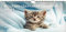 Katzenkinderzauber DIN A4 Kalender für 2023 Katzenkinder Katzenbabys - Seelenzauber, mehrfarbig, KN2023-4W-0008-D-0